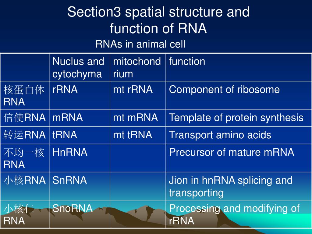 PPT Chapter 2 Nucleic Acid Chemistry PowerPoint Presentation, free download ID5129291