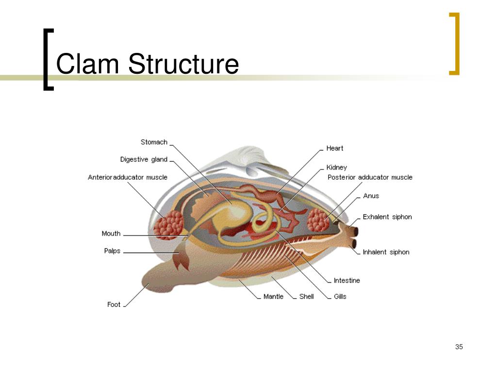 PPT Mollusks and Annelids PowerPoint Presentation, free download ID