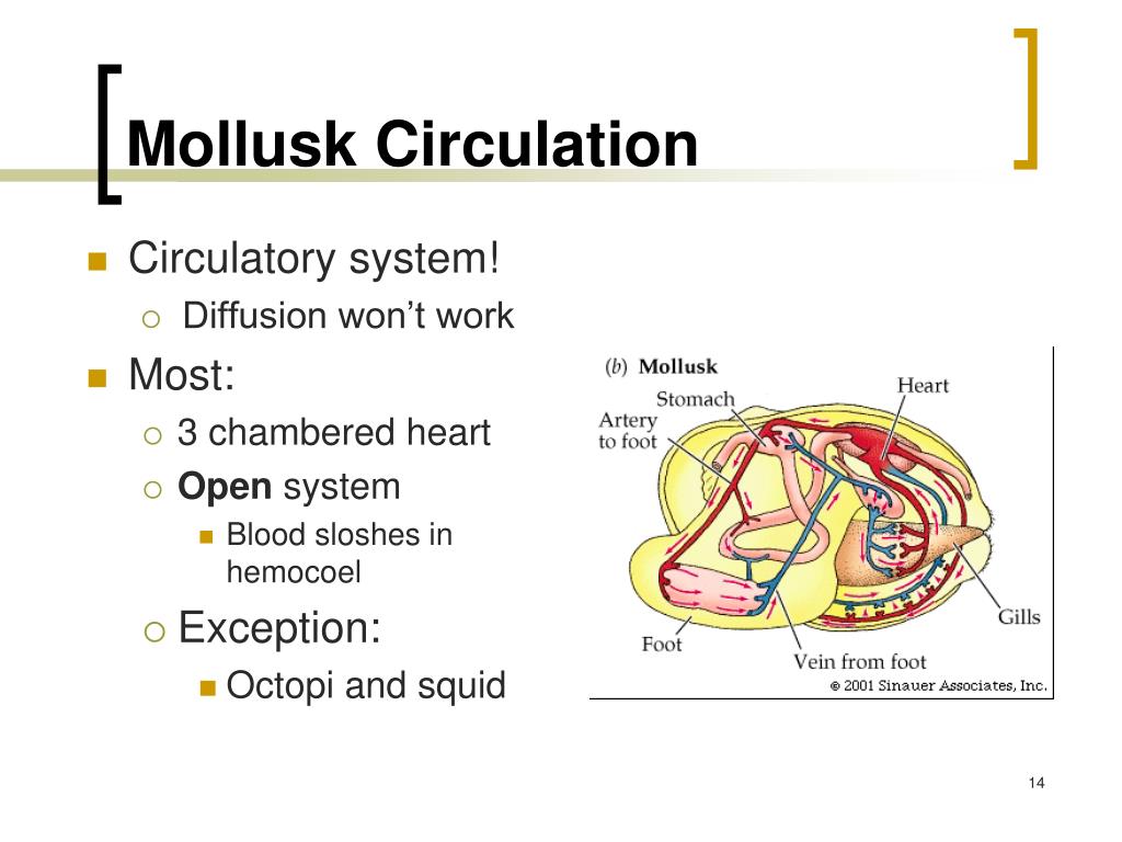 PPT Mollusks and Annelids PowerPoint Presentation, free download ID