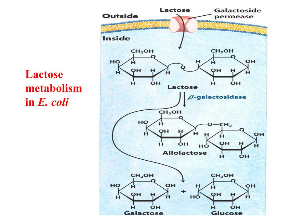 PPT Regulation of Gene Expression PowerPoint Presentation, free