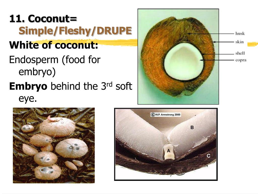 PPT CLASSIFICATION FRUITS PowerPoint Presentation, free download