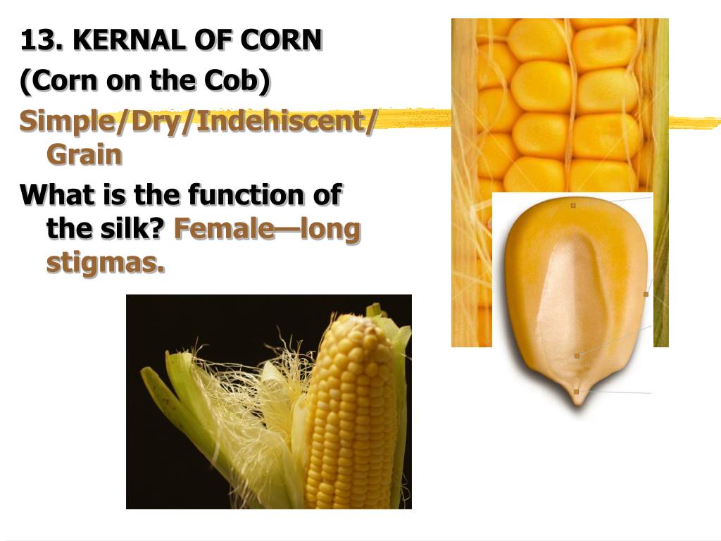 PPT CLASSIFICATION FRUITS PowerPoint Presentation, free download