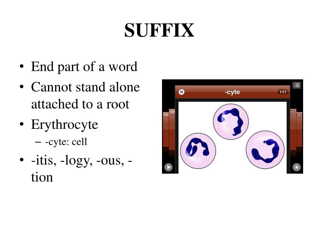 PPT Chapter 1 Introduction to Veterinary terminology PowerPoint