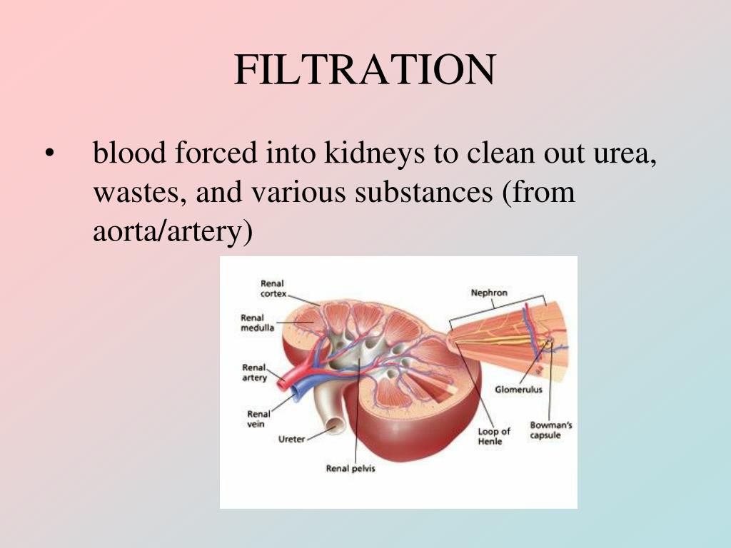 PPT EXCRETORY SYSTEM PowerPoint Presentation, free download ID5138060