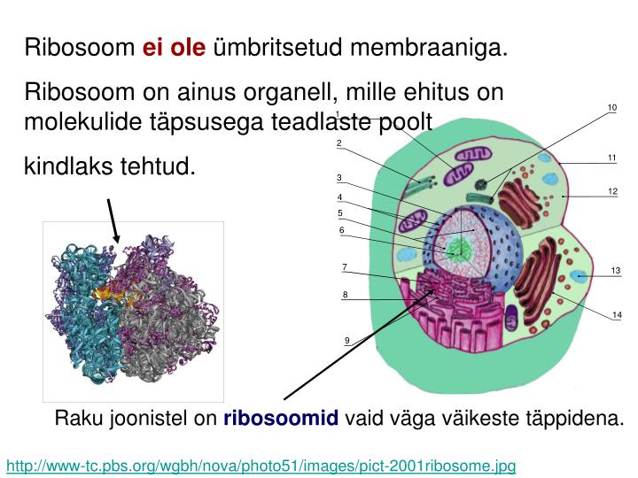 PPT Tsütoplasmavõrgustik, Golgi kompleks, ribosoomid PowerPoint