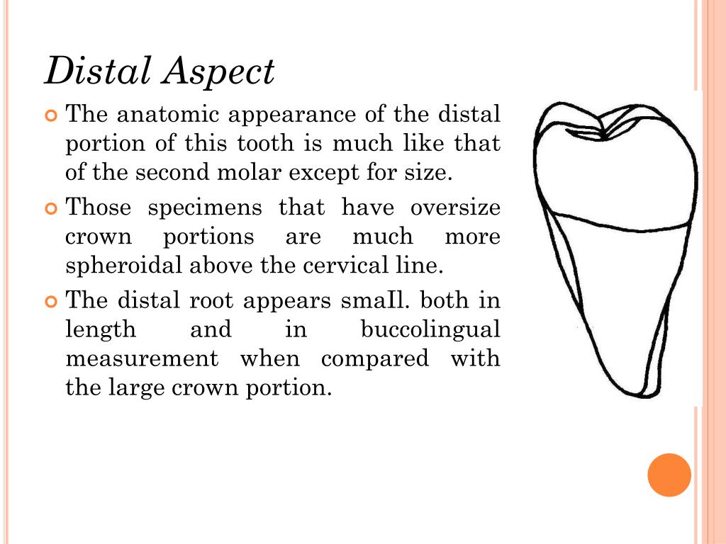 PPT Human dentition Dental anatomy, physiology and occlusion PowerPoint Presentation ID5141324