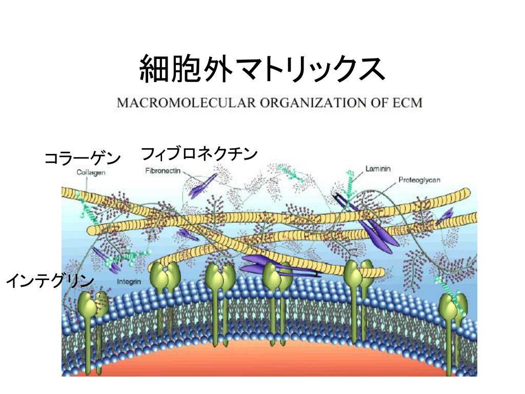 PPT 細胞接着 PowerPoint Presentation, free download ID5141479