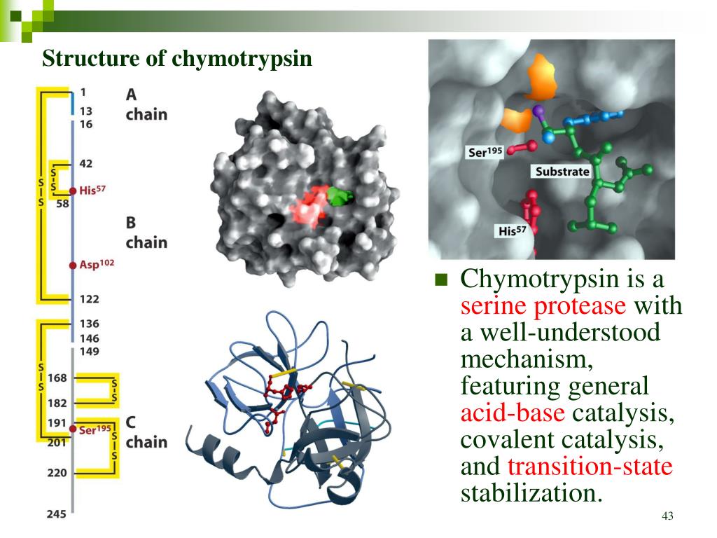 PPT Chapter 6 Enzymes PowerPoint Presentation, free download ID5143485