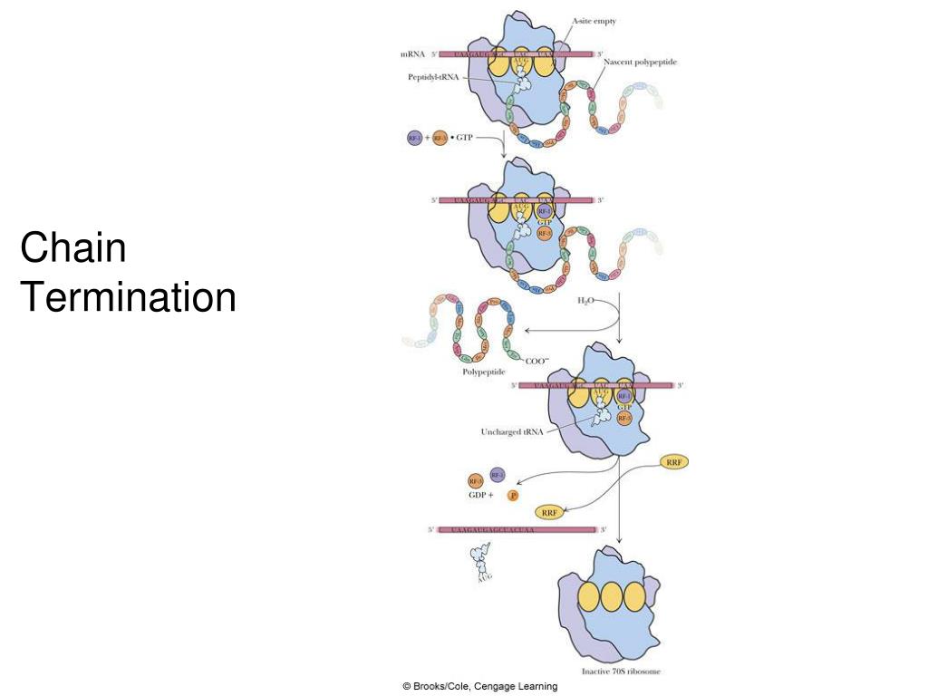 PPT Chapter Twelve Protein Synthesis Translation of the Message PowerPoint