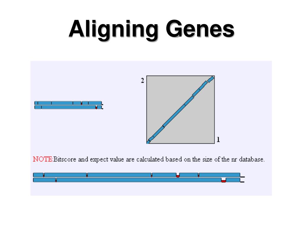 PPT Homology assessment and molecular sequence alignment. PowerPoint