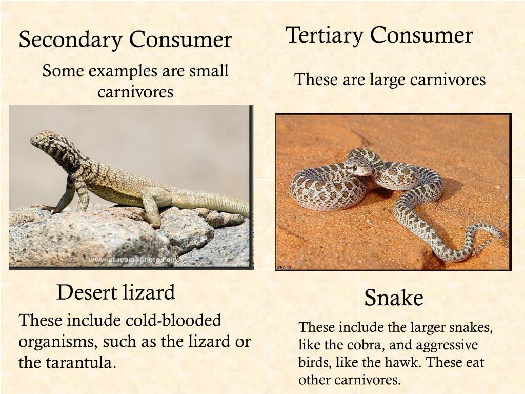 PPT - Desert PowerPoint Presentation, free download - ID:5163531