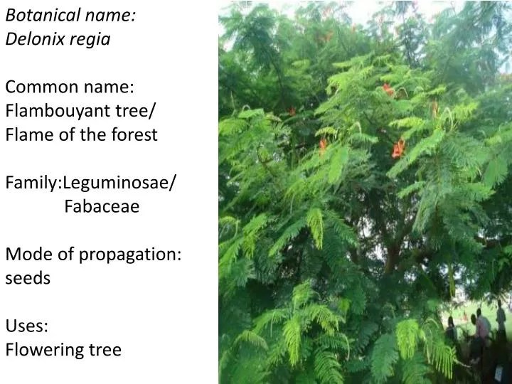 PPT Botanical name Delonix regia Common name Flambouyant tree