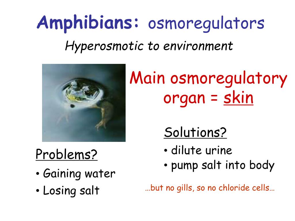 PPT Osmoregulation = keeping water and salt balanced in the body