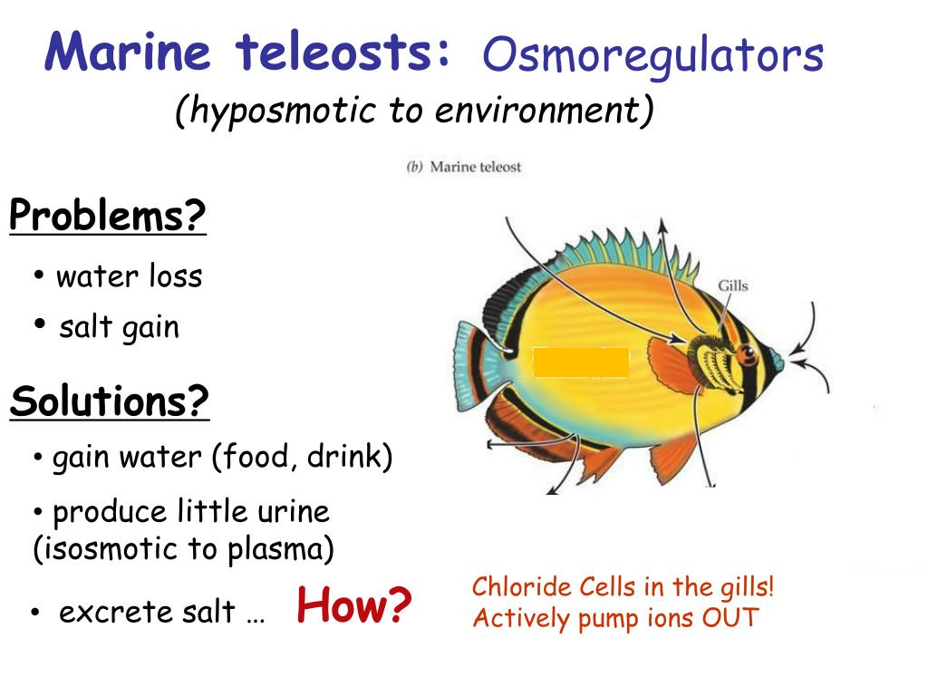 PPT Osmoregulation = keeping water and salt balanced in the body