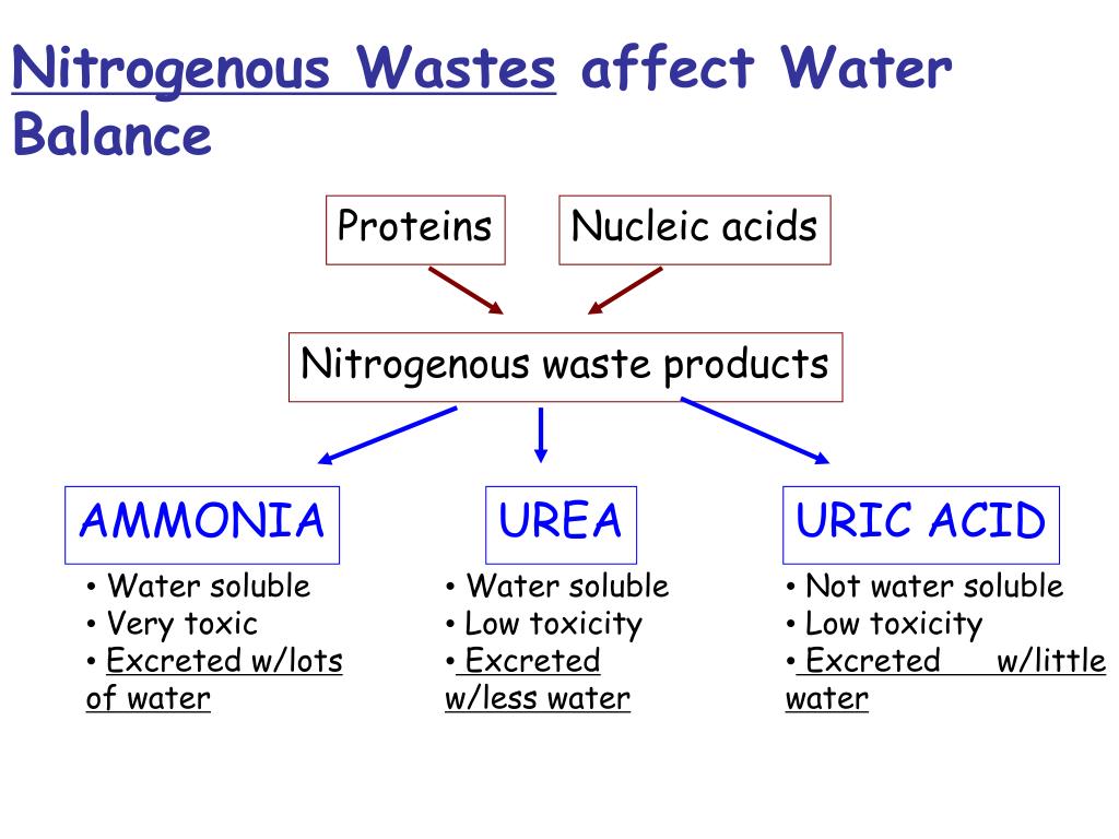 PPT Osmoregulation = keeping water and salt balanced in the body
