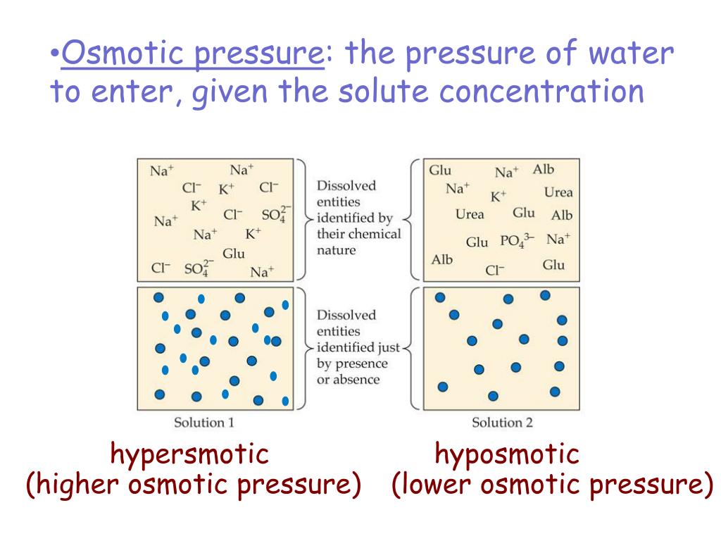 PPT Osmoregulation = keeping water and salt balanced in the body