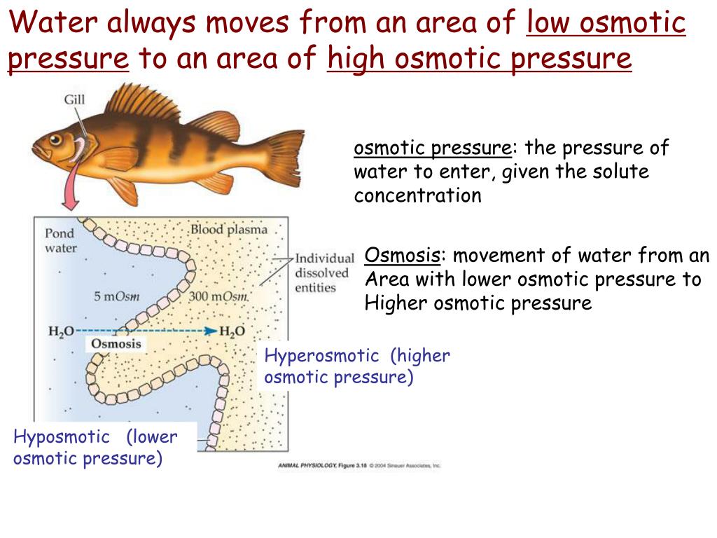 PPT Osmoregulation = keeping water and salt balanced in the body