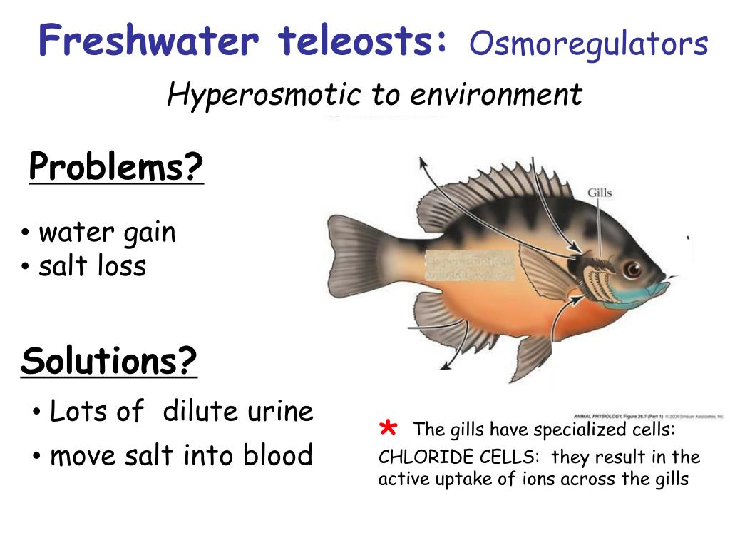 PPT Osmoregulation = keeping water and salt balanced in the body