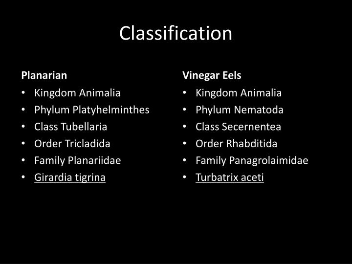 PPT Phylum Platyhelminthes (Planarian) and Phylum Nematoda (Vinegar Eel) PowerPoint