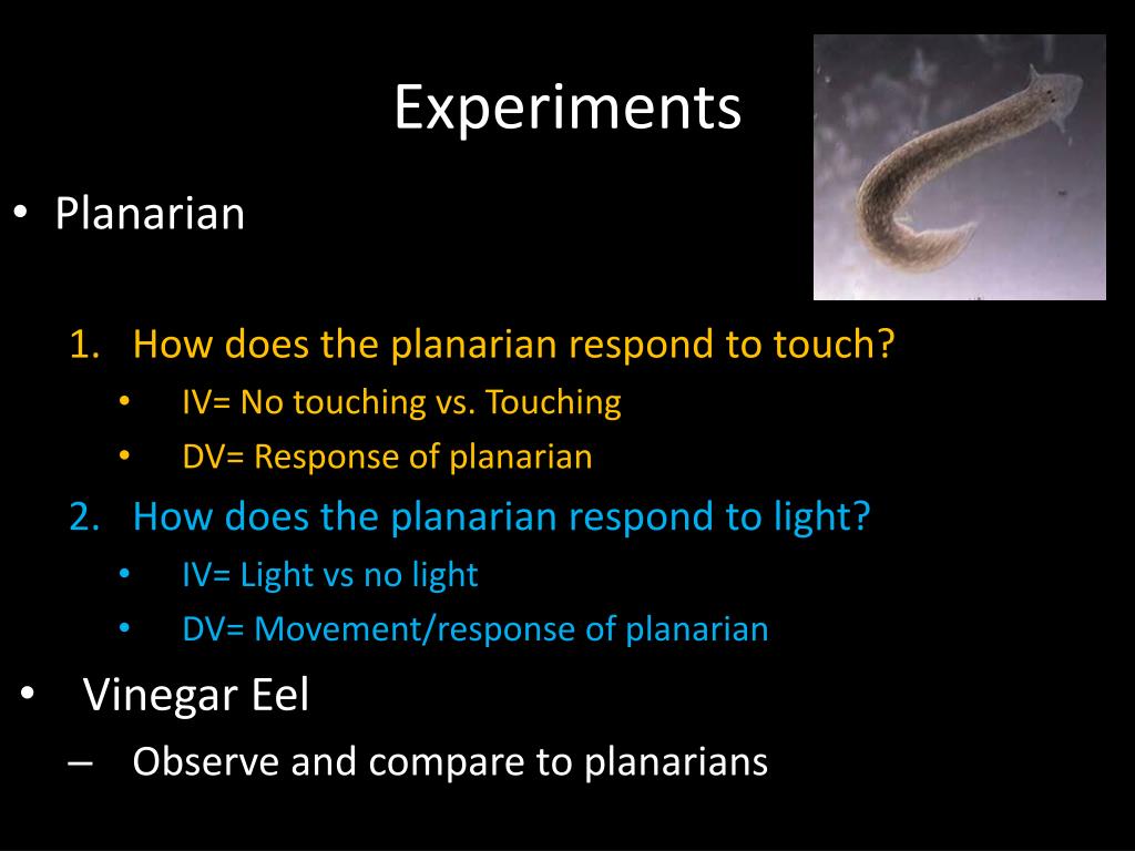 PPT Phylum Platyhelminthes (Planarian) and Phylum Nematoda (Vinegar Eel) PowerPoint