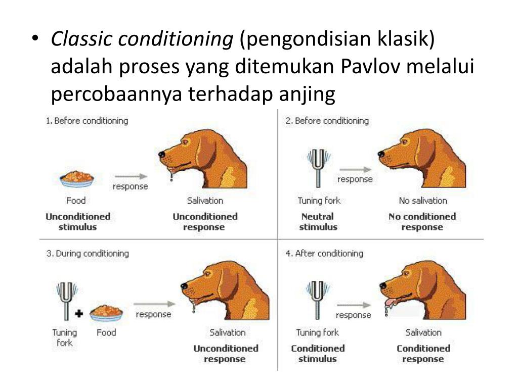 PPT TEORI BELAJAR PENGONDISIAN KLASIK DARI IVAN PETROVICH PAVLOV