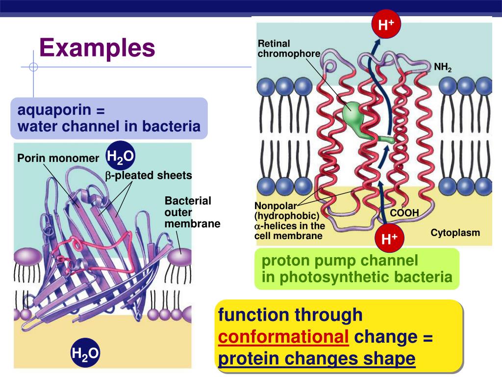 PPT The Cell Membrane PowerPoint Presentation, free download ID5182578