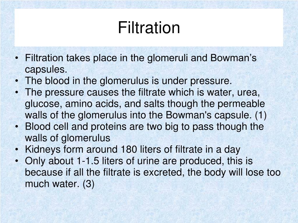 PPT The Excretory System PowerPoint Presentation, free download ID