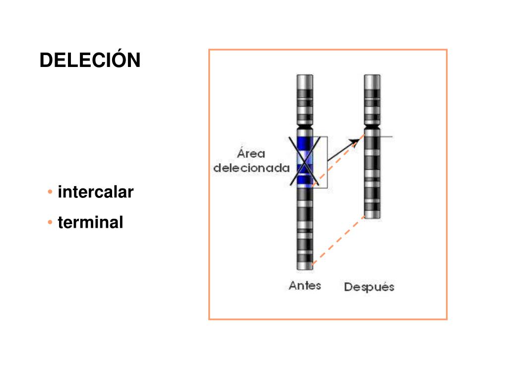 PPT Alteraciones cromosómicas estructurales Deleción, duplicación