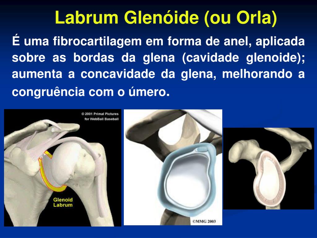 PPT Biomecânica e Cinesiologia do Ombro PowerPoint Presentation, free