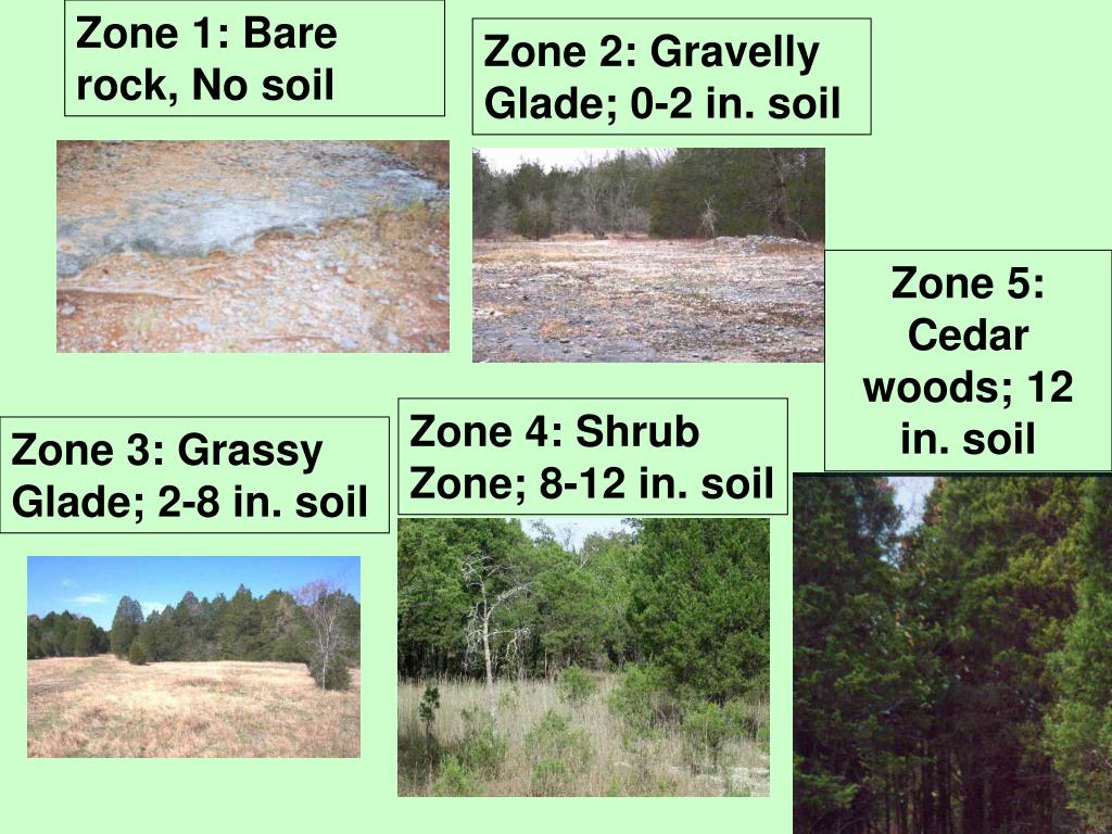 PPT The Cedar Glade Ecosystem PowerPoint Presentation, free download