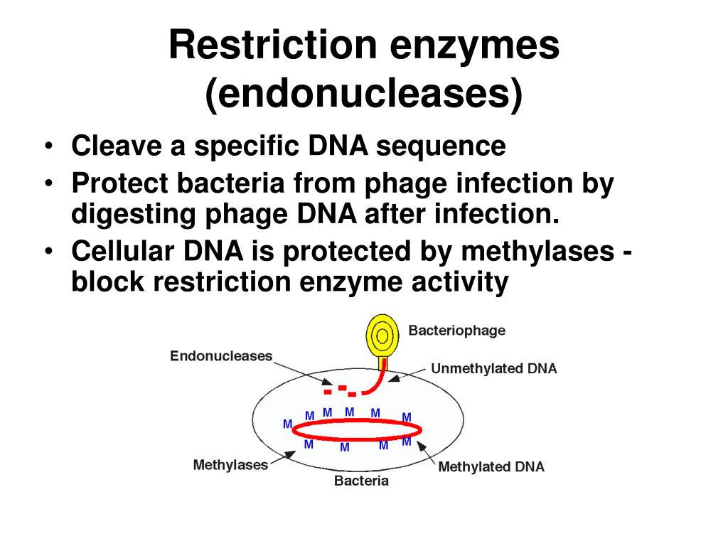PPT Restriction enzymes (endonucleases) PowerPoint Presentation, free
