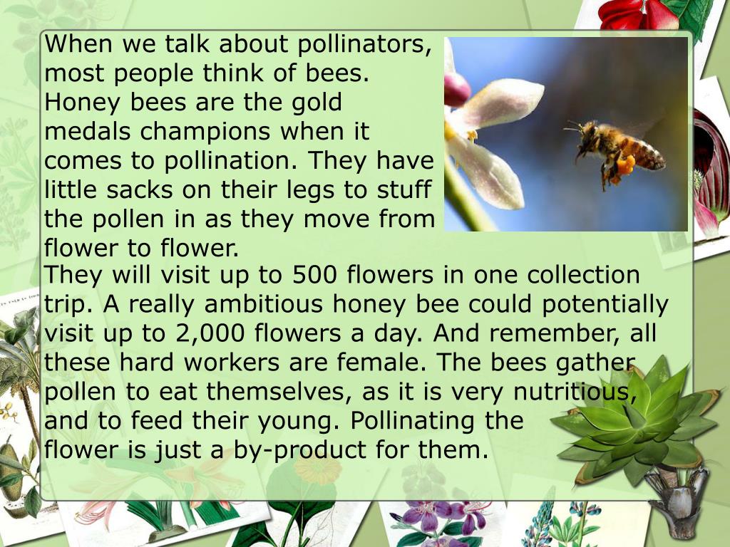 PPT Plant Survival, Reproduction, and Defense PowerPoint Presentation