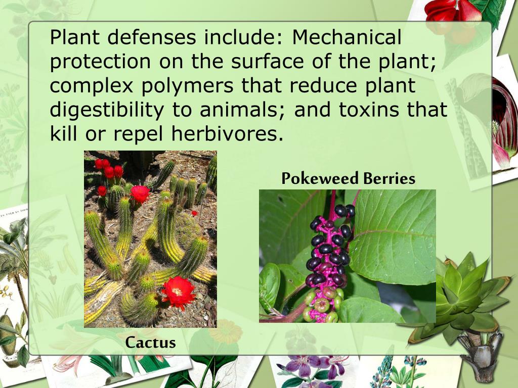 PPT Plant Survival, Reproduction, and Defense PowerPoint Presentation