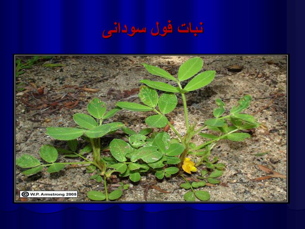 PPT الوحدة الثانية محاصيل الزيوت Oil crops PowerPoint