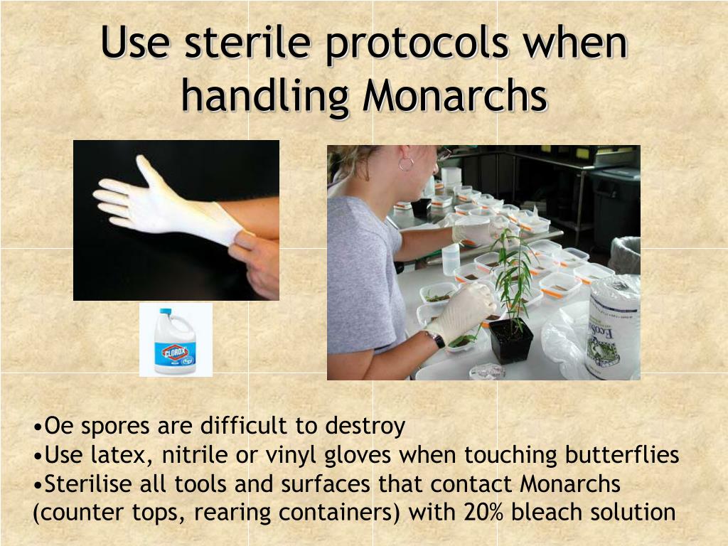 PPT Biology and life cycle of Oe PowerPoint Presentation, free