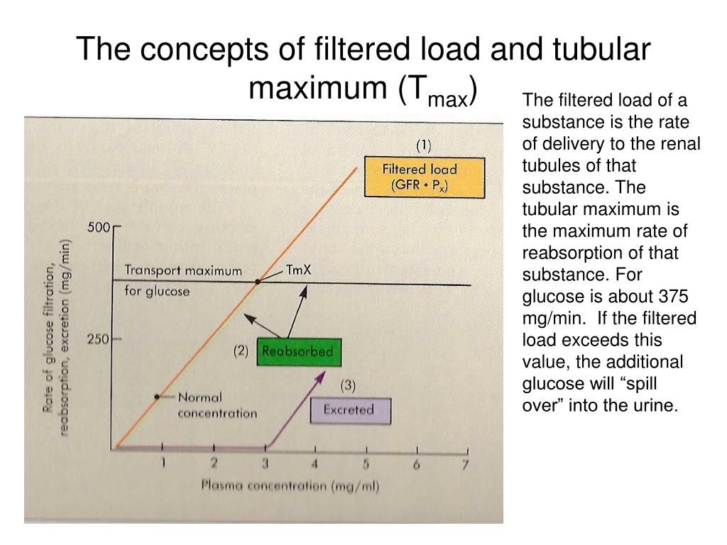 PPT Kidney 1 PowerPoint Presentation, free download ID5229562