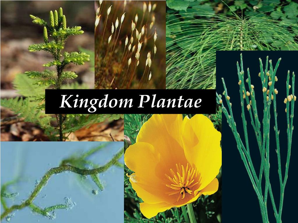 PPT Kingdom Plantae PowerPoint Presentation, free download ID5230571