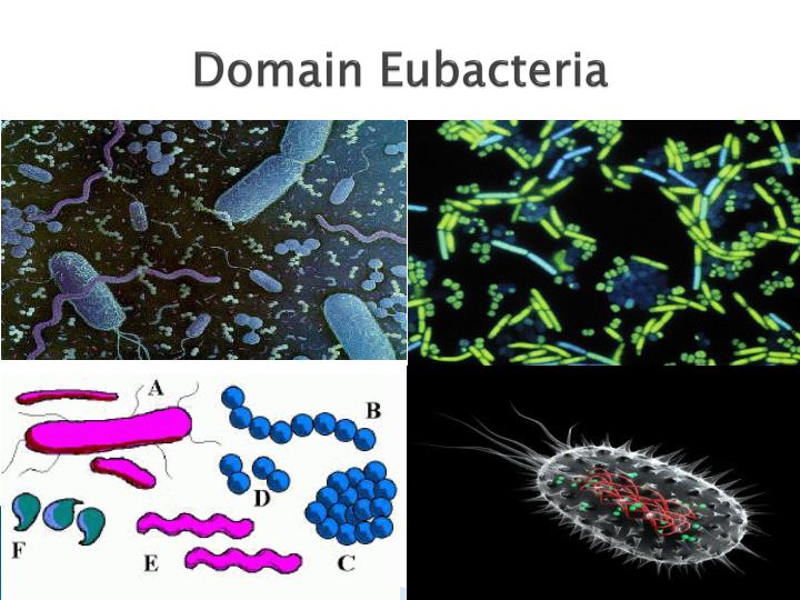 PPT Classification of Living Organisms تقسيم الكائنات الحية