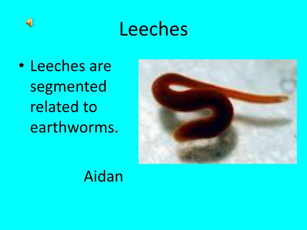 PPT Animal Facts PowerPoint Presentation, free download ID5231203