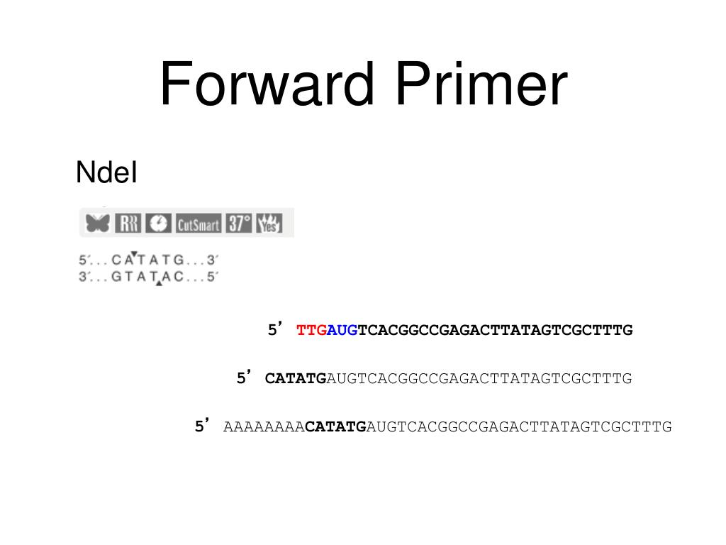 PPT phoA in pEK8 PowerPoint Presentation, free download ID5231349