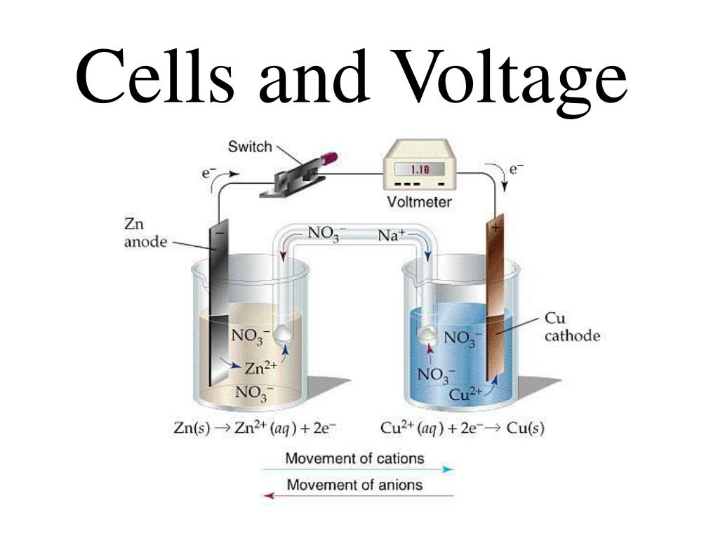PPT Cells and Voltage PowerPoint Presentation, free download ID5231819