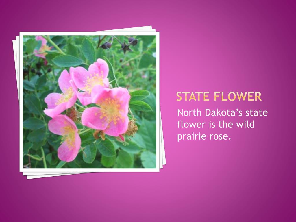 PPT North Dakota “ the peace Garden State” PowerPoint Presentation ID5233257