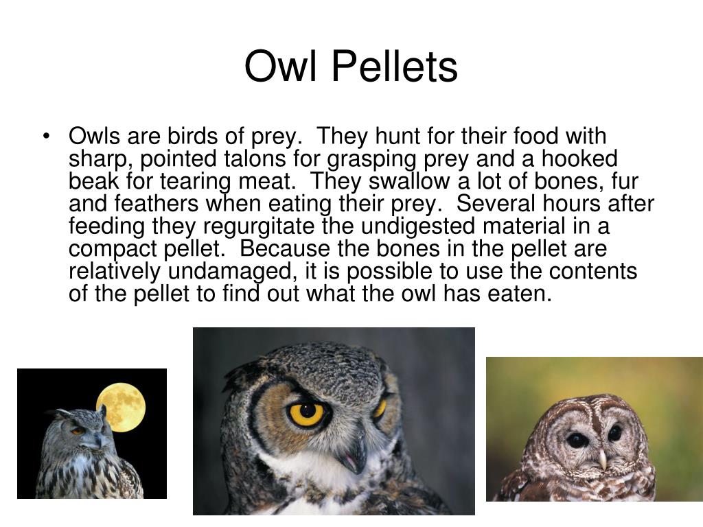 PPT Owl Pellets PowerPoint Presentation, free download ID5235591