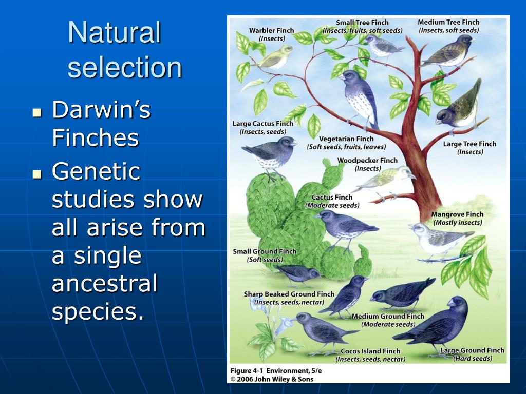 PPT BIOL 4120 Principles of Ecology Lecture 6 Evolution and