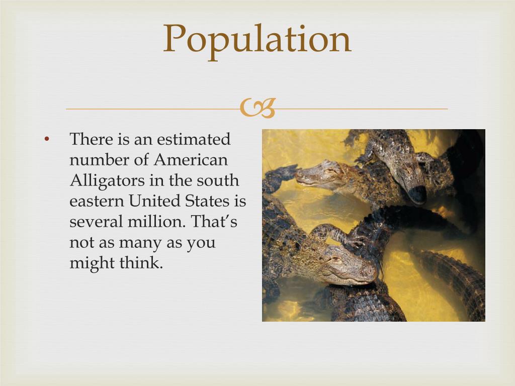 PPT AMERICAN ALLIGATOR PowerPoint Presentation, free download ID