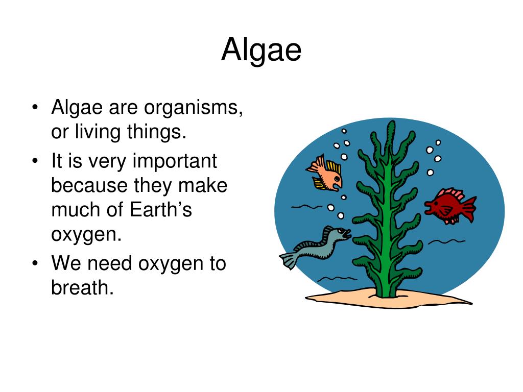 PPT Algae PowerPoint Presentation, free download ID5247041