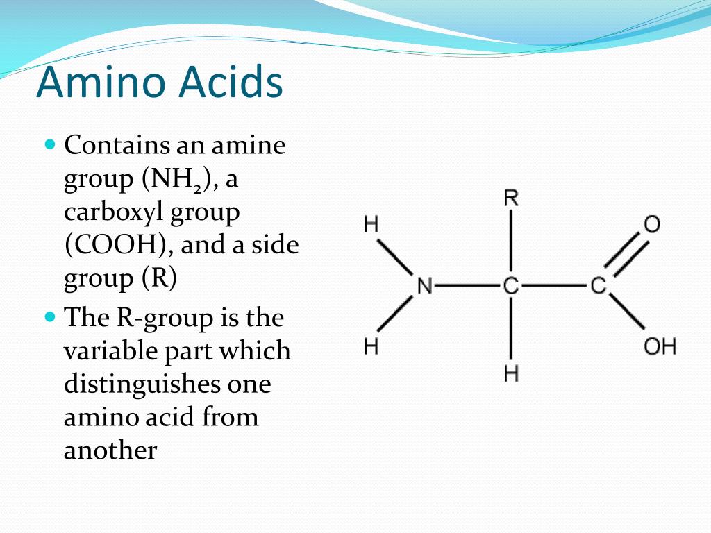 PPT The Molecules of Life PowerPoint Presentation ID5247164