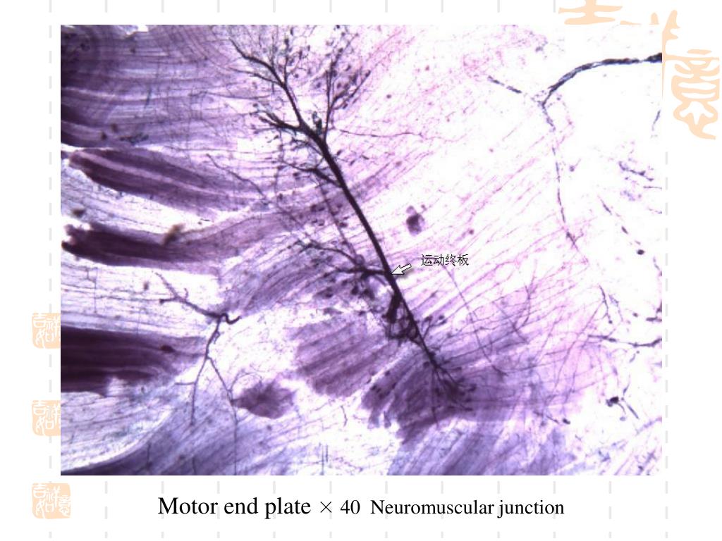 PPT Lab5 Nervous tissue skin PowerPoint Presentation, free download