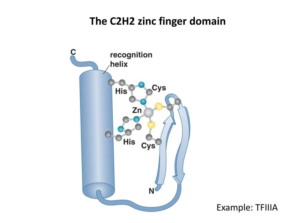PPT DNAbinding Domains Structural considerations of the DNA double