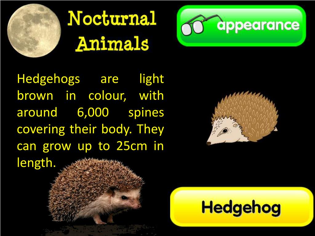 PPT Hedgehogs have a good sense of smell and hearing, but quite poor
